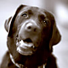 Molly (2)